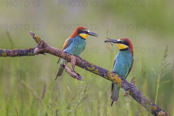 European Bee-eater (Merops apiaster) pair displaying, perched on a branch, Saxony-Anhalt, Germany, Europe