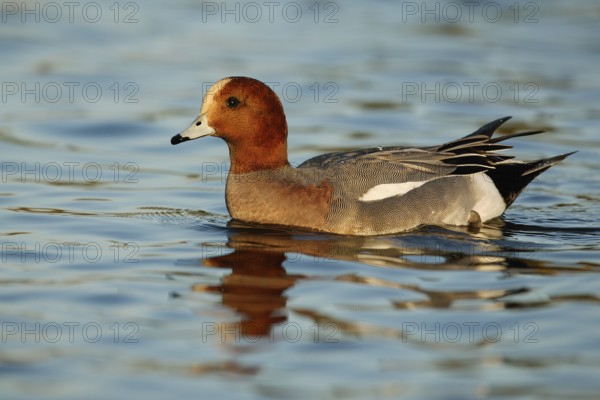 Eurasian Wigeon (Mareca penelope) male, Arizona, USA, North America