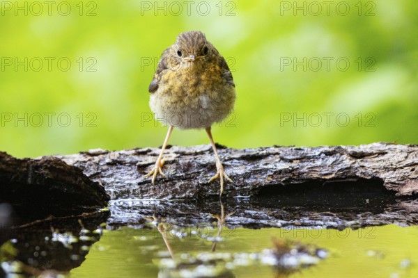 European robin (Erithacus rubecula) juven.bathing Germany
