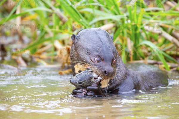 Giant otter (Pteronura brasiliensis) Pantanal Brazil