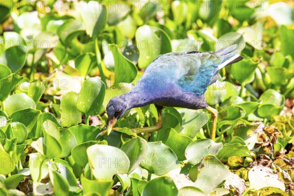 American purple gallinule (Porphyrio martinicus) Pantanal Brazil