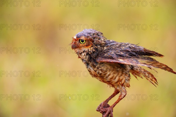 Burrowing owl (Speotyto cunicularia) Pantanal Brazil