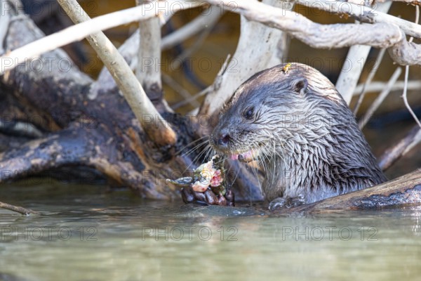 Southern river otter (Lontra longicaudis) Pantanal Brazil