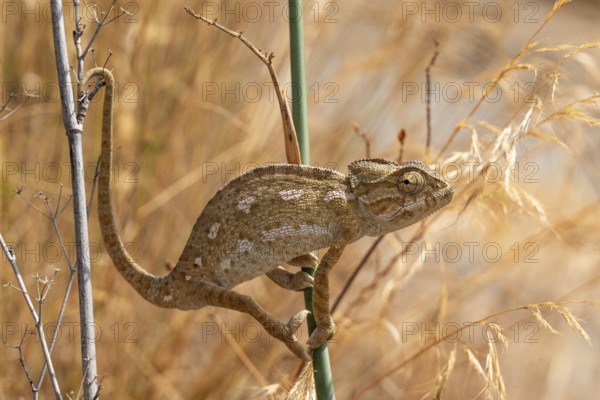 Common or Mediterranean chameleon (Chamaeleo chamaeleon) climbing between two plant stalks, hinterland of the city of Almunecar, Andalusia, Spain, Europe