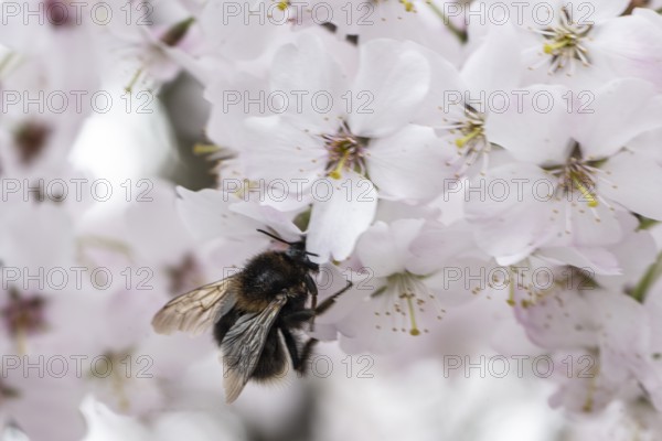 March cherry (Prunus incisa) with Large earth bumblebee (Bombus terrestris), Emsland, Lower Saxony, Germany, Europe