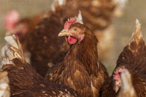 Single brown chicken in focus, surrounded by other blurred chickens, domestic chicken, Rhineland-Palatinate, Germany, Europe