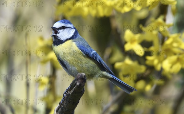 Blue Tit (Cyanistes caeruleus), sitting in the Forsythia, (Forsythia × intermedia Zabel)