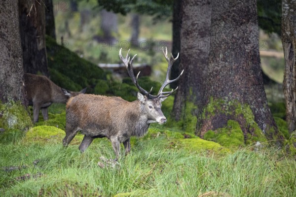 Red deer (Cervus elaphus) Rutting behaviour captive Germany