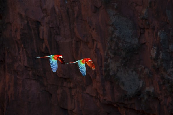 Red-and-green macaw (Ara chloropterus) Buraco das Araras Brazil