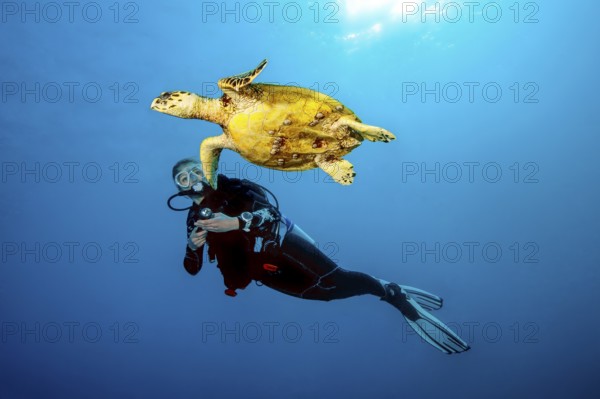 Underwater photo of diver swimming close to observed looking at Hawksbill sea turtle (Eretmochelys imbricata), Red Sea, Egypt, Africa