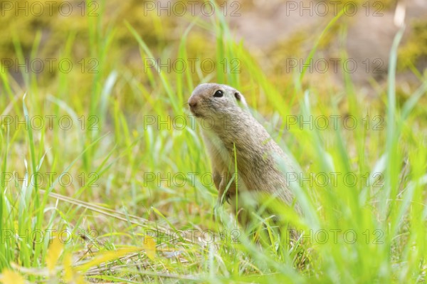 European ground squirrel (Spermophilus citellus) on a meadwo, Bavaria, Germany, Europe