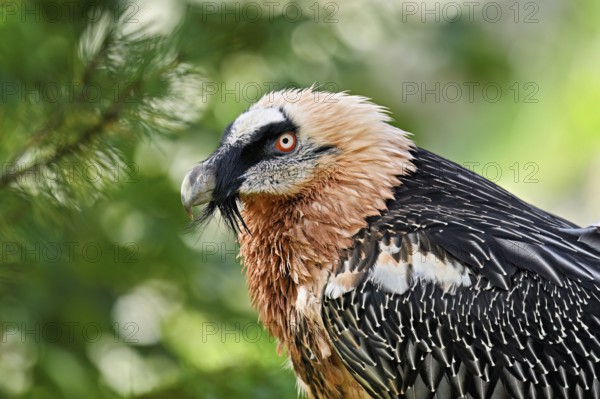 Bearded vulture or lammergeier (Gypaetus barbatus), portrait, captive, Canton Schwyz, Switzerland, Europe