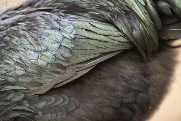 Ayam Cemani, Domestic Chicken (Gallus gallus domesticus), feathers, detail, black, Bavaria, Germany, Europe