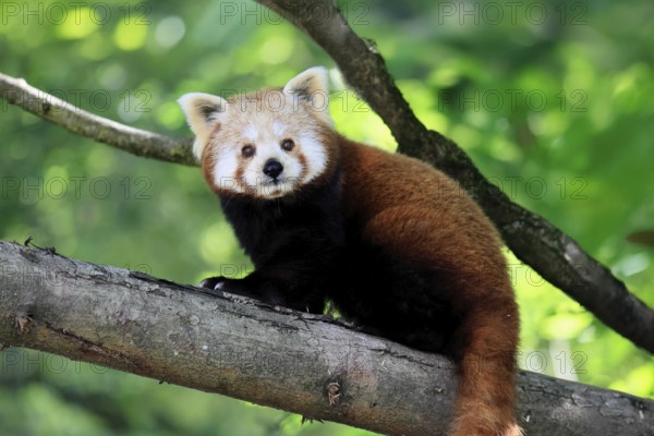 Western Red panda (Ailurus fulgens), adult, on tree, Himalayas, Central Asia