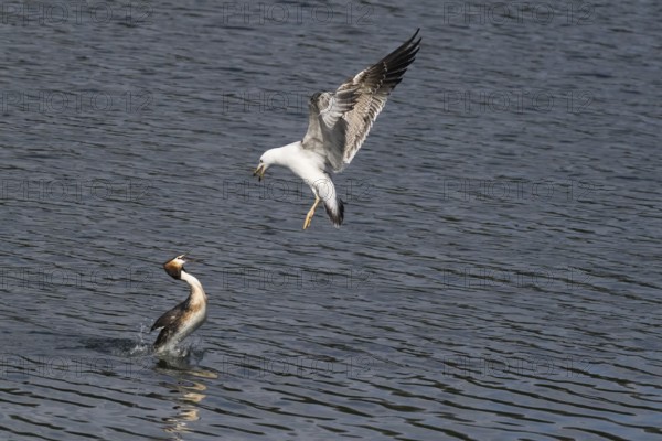 Mediterranean gull (Larus michahellis) attacking a great crested grebe (Podiceps cristatus), Hesse, Germany, Europe