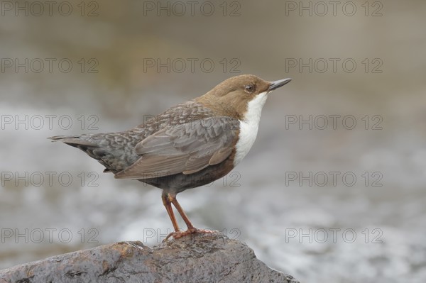 White-throated Dipper (Cinclus cinclus) on a stone on the bank of a river, wildlife, nature photography, songbird, Ochsenmoor, Dümmer See, Lower Saxony, Germany, Europe