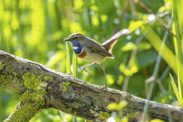 Bluethroat (Luscinia svecica cyanecula) Male Germany