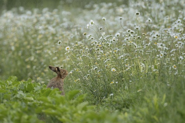 European brown hare (Lepus europaeus) adult animal on the edge of a farmland sugar beet field surrounded with flowering Oxeye daisies, England, United Kingdom, Europe