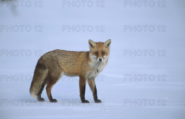 Red fox (Vulpes vulpes) running across the snow cover of a frozen lake, Schorfheide-Chorin Biosphere Reserve, Brandenburg, Germany, Europe