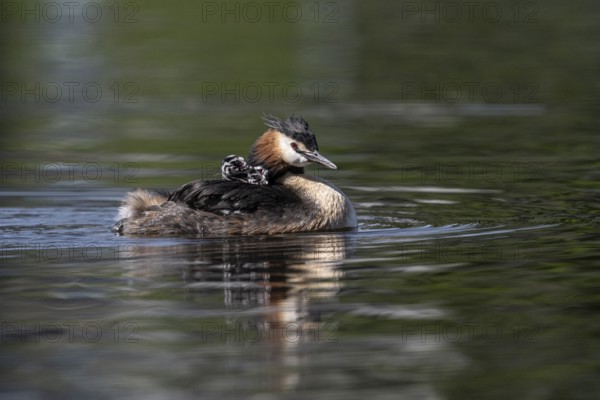 Great Crested Grebe (Podiceps Scalloped ribbonfish) with juveniles, Emsland, Lower Saxony, Germany, Europe