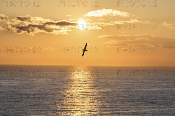 Northern gannet (Morus bassanus) flying over the sea at sunset, wildlife, Helgoland, Germany, Europe
