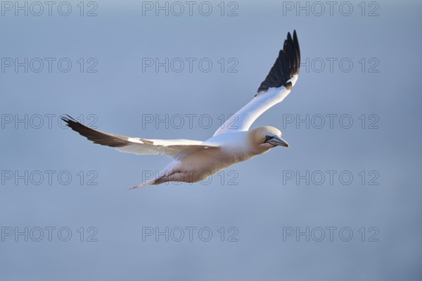 Northern gannet (Morus bassanus) flying over the sea, wildlife, Helgoland, Germany, Europe