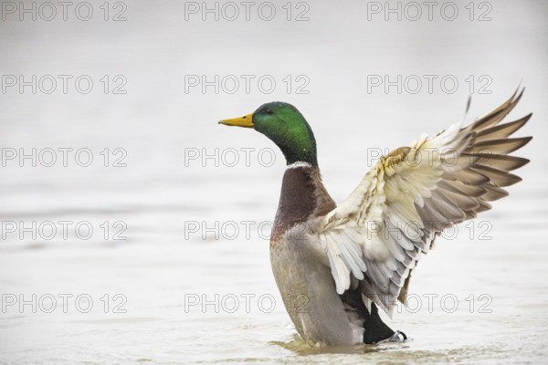 Mallard (Anas platyrhynchos) ml Germany