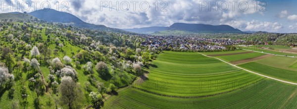 Spring on the Albtrauf of the Swabian Alb. In the Lenninger Valley, fruit trees blossom in the orchards around Teck Castle. Aerial view. Owen, Baden-Württemberg, Germany, Europe