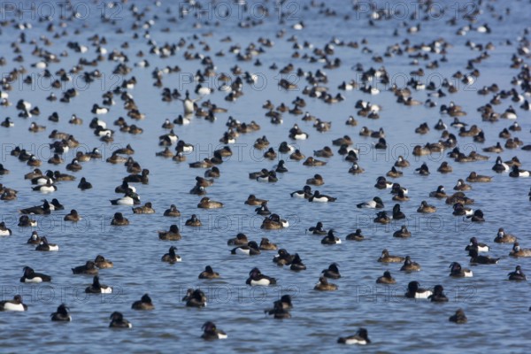 Greater Scaup & Tufted Duck (Aythya marila & Aythya fuligula) huge group on a lake, Mecklenburg-Western Pomerania, Germany, Europe