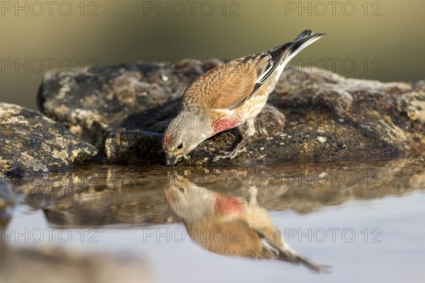 Common Linnet (Linaria cannabina) male drinking at waterhole, Castile and Leon, Spain, Europe