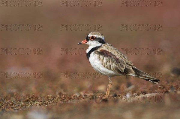 Black-fronted Dotterel (Elseyornis melanops), Victoria, Australia, Oceania