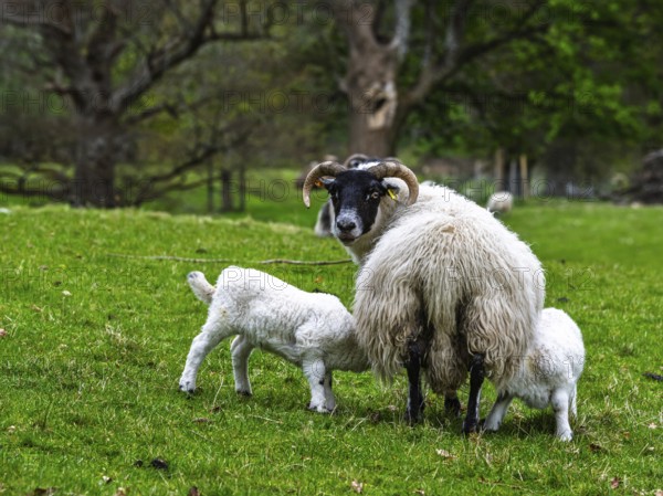 Sheep on farms, West Highlands Farms, Scotland, England, United Kingdom, Europe