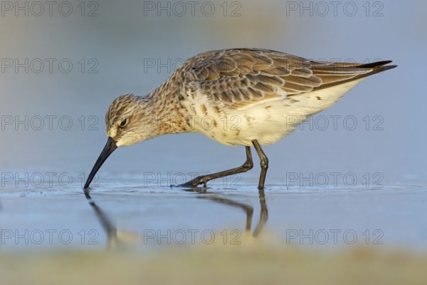 Curlew sandpiper (Calidris ferruginea), snipe family, East Khawr / Khawr Ad Dahariz, Salalah, Dhofar, Oman, Asia