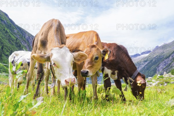 Several cows of different colours grazing on a green meadow surrounded by mountains, Klein Tibet, Zillertal, Austria, Europe