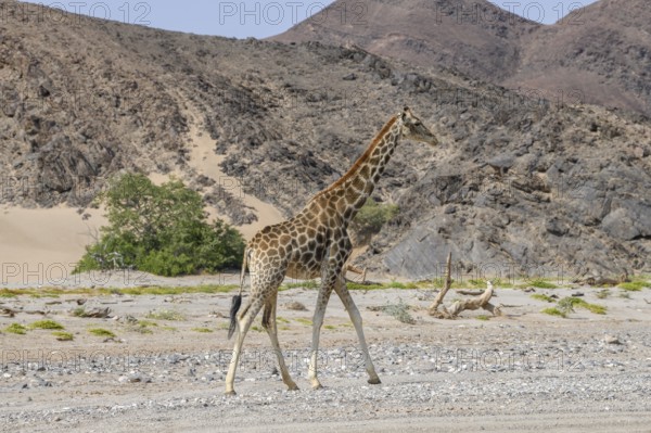 Angola giraffe (Giraffa camelopardalis angolensis) in the Hoanib dry river, Kaokoveld, Kunene region, Namibia, Africa