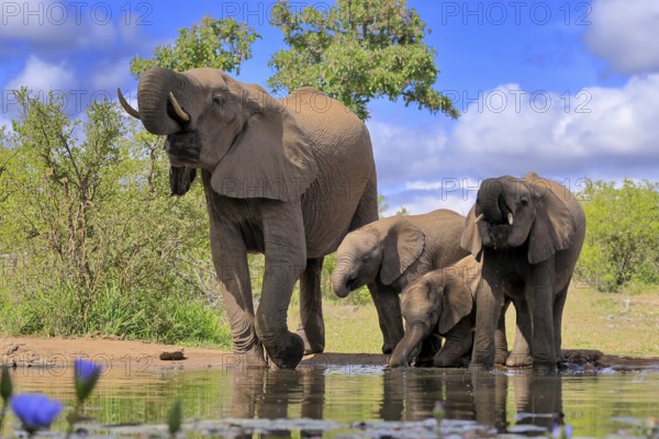 African elephant (Loxodonta africana), juvenile, mother, adult, female, group, at the water, drinking, Kruger National Park, Kruger National Park, South Africa, Africa