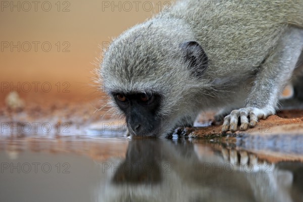 Vervet Monkey (Chlorocebus pygerythrus), adult, drinking, portrait, at the water, Kruger National Park, Kruger National Park, Kruger National Park South Africa