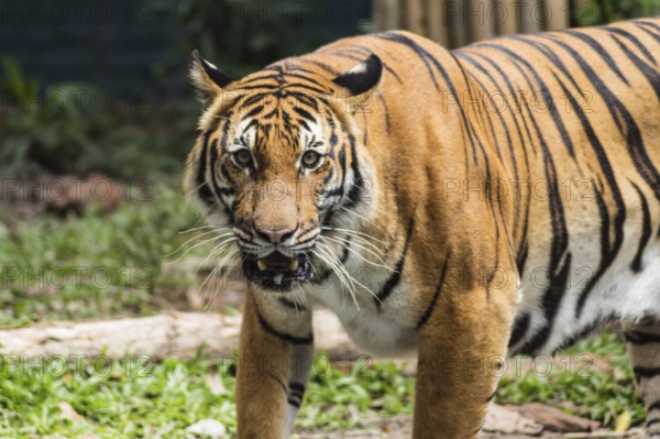 Waiting tiger in a zoo in malaysia