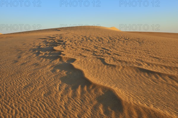 Wavy dunes stretch out under a clear sky, the sun casts long shadows on the sand, Matruh, Great Sand Sea, Libyan Desert, Sahara, Egypt, North Africa, Africa