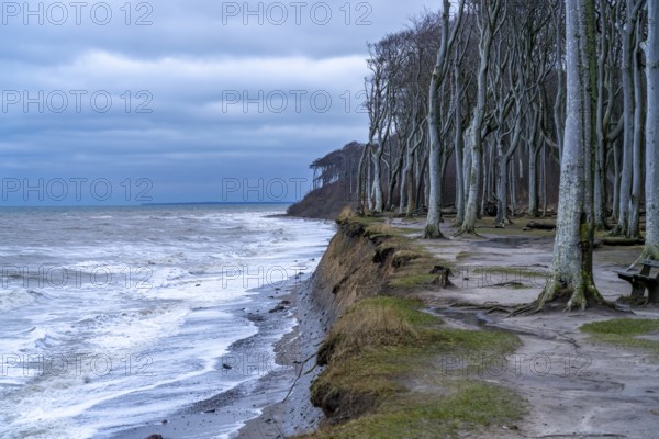Beach, cliffs and ghostly forest in the Baltic seaside resort of Nienhagen, Mecklenburg-Vorpommern, Germany, Europe