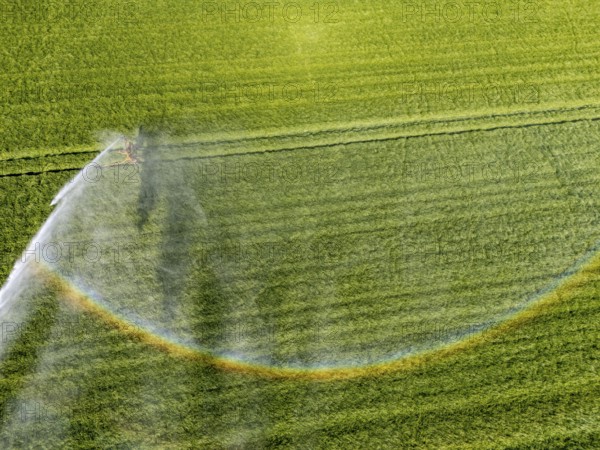 Artificial irrigation of a cereal field in April, with a sprinkler system, long dry spell in spring makes this necessary for the young plants to grow well, Kerken, Lower Rhine, North Rhine-Westphalia, Germany, Europe