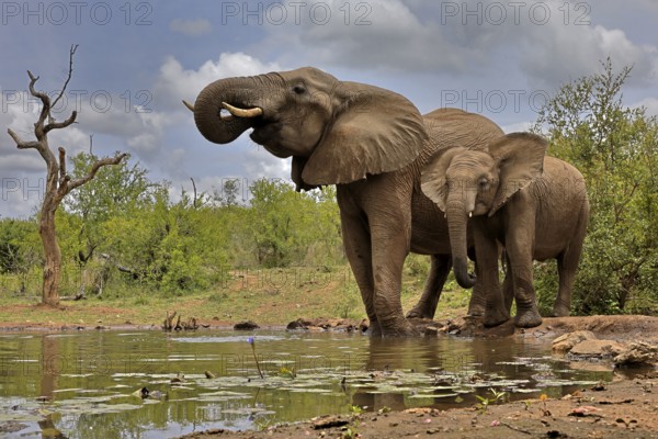 African elephant (Loxodonta africana), adult, bull, male, young, bull with young, at the water, drinking, Kruger National Park, Kruger National Park, South Africa, Africa