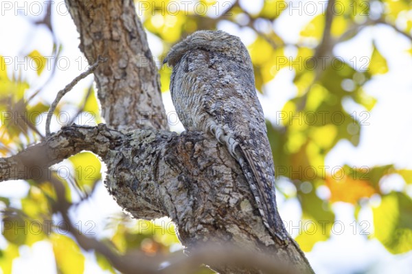 Great potoo (Nyctibius grandis) Pantanal Brazil