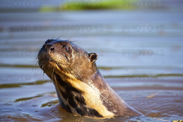 Giant otter (Pteronura brasiliensis) Pantanal Brazil