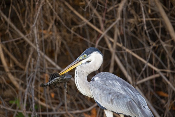 Cocoi Heron (Ardea cocoi) Pantanal Brazil