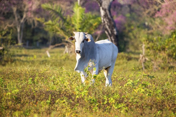 Brahminy cattle (Bos primigenius indicus) Pantanal Brazil