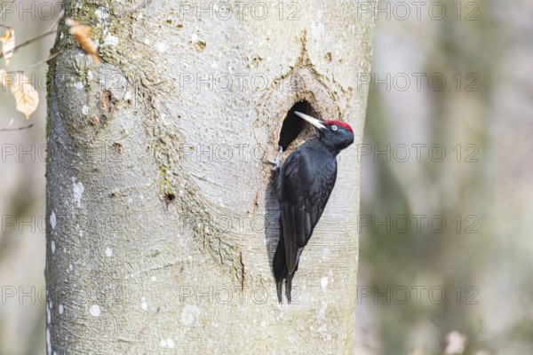 Black woodpecker (Dryocopus martius) ml Germany