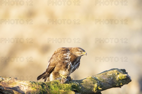 Common buzzard (Buteo buteo) Germany