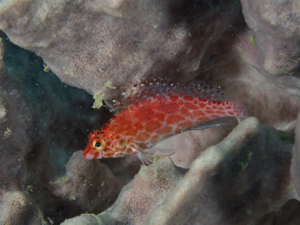 Bright red fish, Coral hawkfish (Cirrhitichthys oxycephalus) resting on a sea sponge, dive site Twin Reef, Penyapangan, Bali, Indonesia, Asia