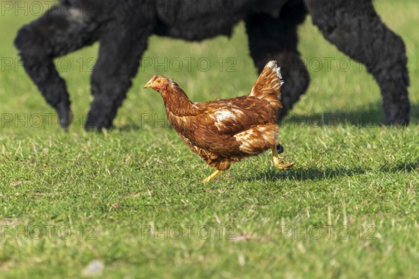 A chicken runs in a meadow, in the background a big dog, domestic chicken, Rhineland-Palatinate, Germany, Europe